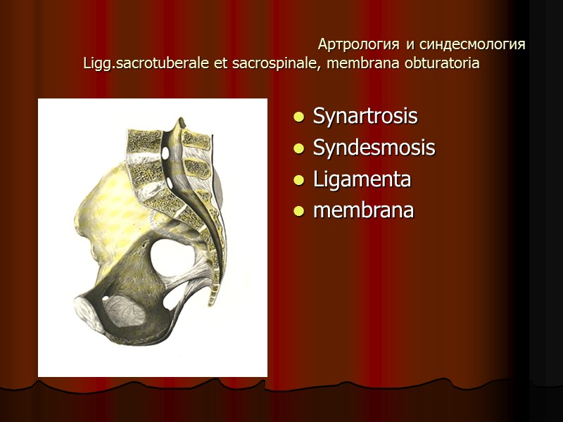 Артрология и синдесмология Ligg.sacrotuberale et sacrospinale, membrana obturatoria Synartrosis Syndesmosis Ligamenta membrana